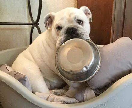 狗狗不管到哪里都要带着自己的饭盆：天大地大吃饭最大！