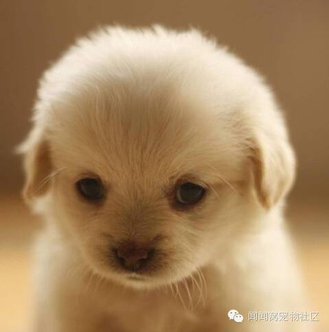 初养宠物常犯的错误