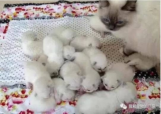 布偶猫一窝生了16只小奶猫，主人高兴坏了，而布偶妈妈却一脸的生无可恋！