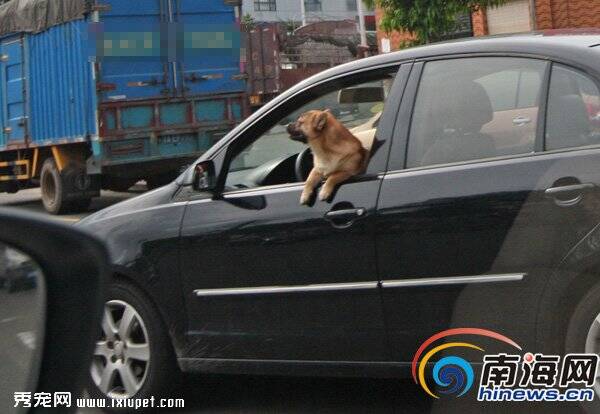 海口牛逼司机抱着宠物狗开车 安全吗？