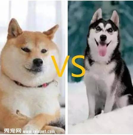 揭秘柴犬是如何动摇犬界哈士奇地位的！