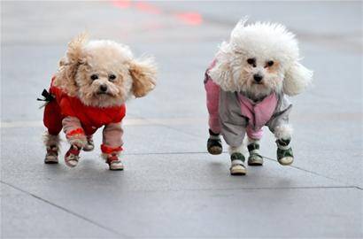 青岛拟规定每户限养犬1只 须及时清除犬只粪便