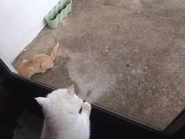 猫咪喜欢趴窗边看院子里的流浪猫狗，却害羞的不敢对视