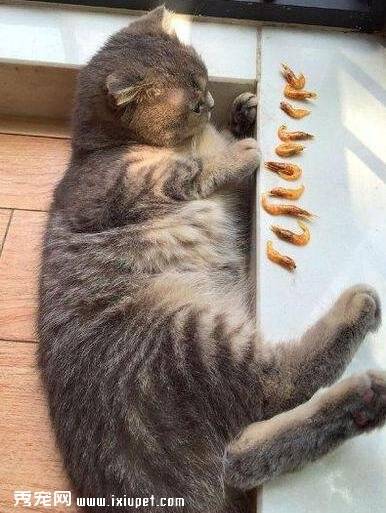 猫咪一觉睡醒看到桌上的大餐，望着主人都懵逼了