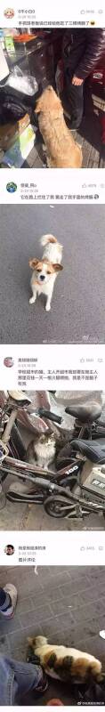 路遇流浪猫狗问我要吃的怎么办才好？！网友的回答暖哭！