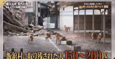 日本福岛大地震后，百只柴犬依旧死守家园…