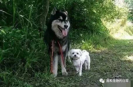 带狗狗去山里避暑，结果它却玩失踪，当主人找到它的时候被吓了一跳！