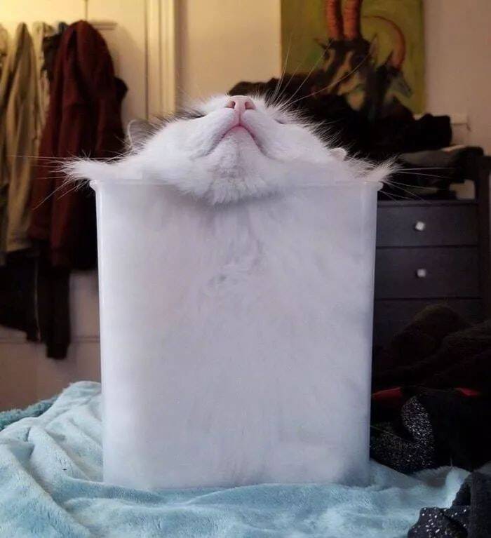 经过多次重复稳定实验，结果表明，猫是一种液体