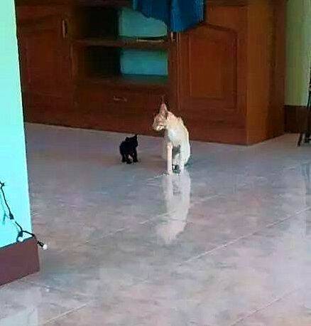 给家里的橘猫找了只小黑猫作伴，谁知一年后画风突变