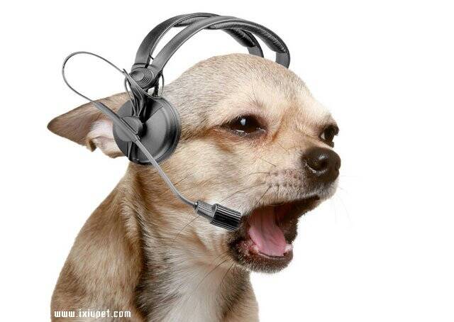 狗狗爱听的音乐类型以狗狗听音乐的注意事项