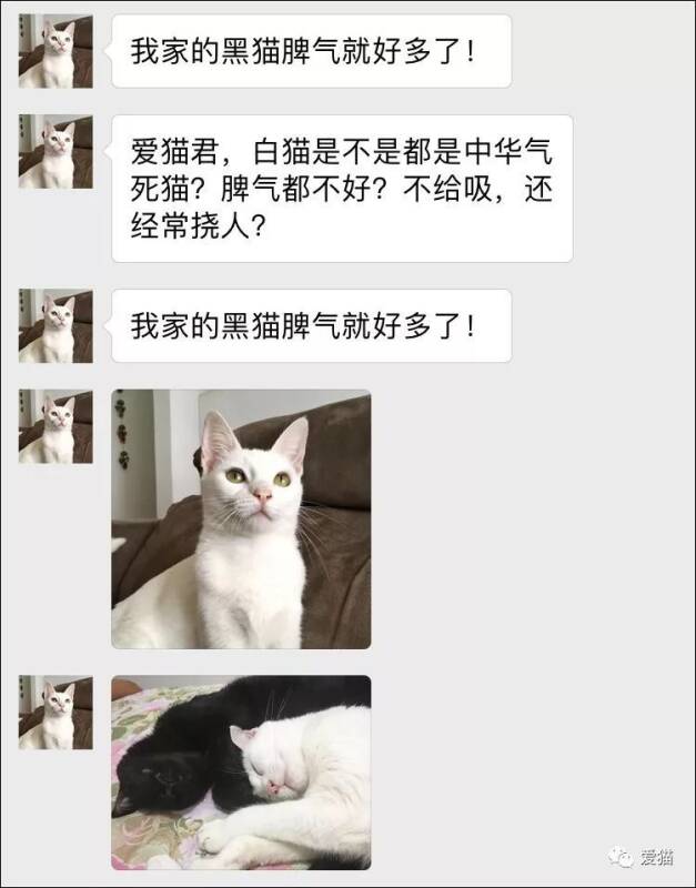 白猫，都是“气死猫”？