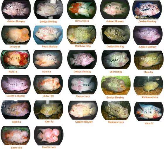 罗汉鱼品种分类及赏析