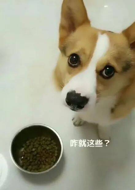 柯基不想吃盆里的狗粮，主人说喜欢吃什么自己去拿后.....