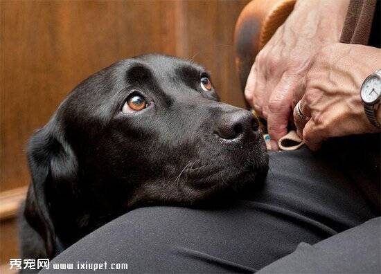 宠物狗服务犬法庭上抚慰证人 缓解心理压力助其胜诉