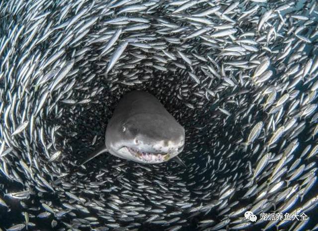 虎鲨遭遇“鱼卷风” 被无数小鱼围成的巨大漩涡包裹