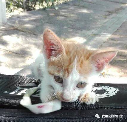 路上捡回一只断尾流浪小猫，没想到吸猫一入深似海，从此生活猫飞人跳！