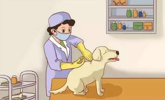 狗狗应该先疫苗还是先驱虫你是不是一直都弄反了