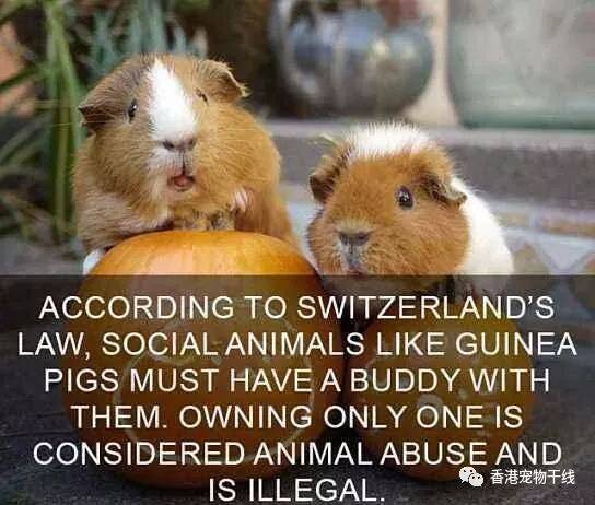 What？瑞士不允许只养一只荷兰猪？？？