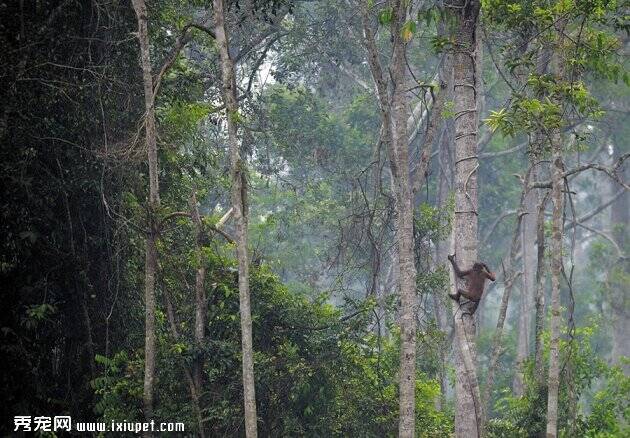 印尼森林大火威胁濒危猩猩【图】