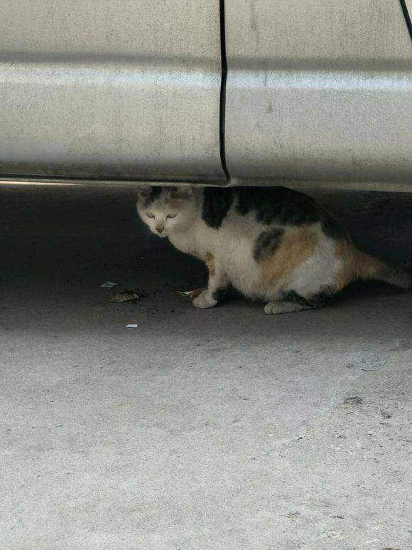 好心喂养楼下的流浪猫，却导致小猫乱跑出现意外，女孩快要哭了