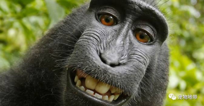 “猴子自拍照”版权到底属于谁？ 拍照摄影师差点被告到破产！