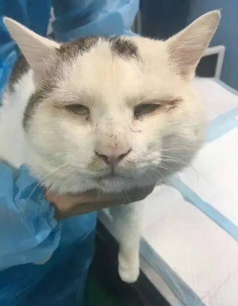 猫咪下眼睑内翻导致睁不开眼，于是给她做了开眼角手术....