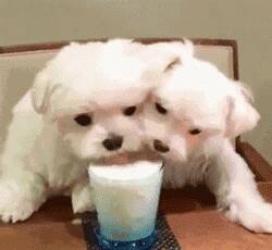 两只小奶汪抢一杯奶，这个时候脸大的那只太有优势了...