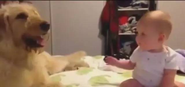 宝宝想摸狗狗却又不敢摸，结果狗狗这一举动直接把爸爸给乐坏了！