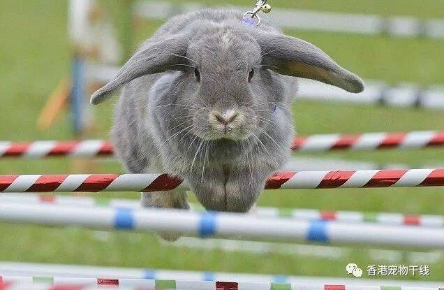 兔子障碍赛上演小短腿“跨栏“，萌态十足