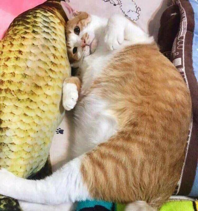 给胖橘买了个鲤鱼抱枕，连睡觉都不撒手，猫咪：鱼在我在