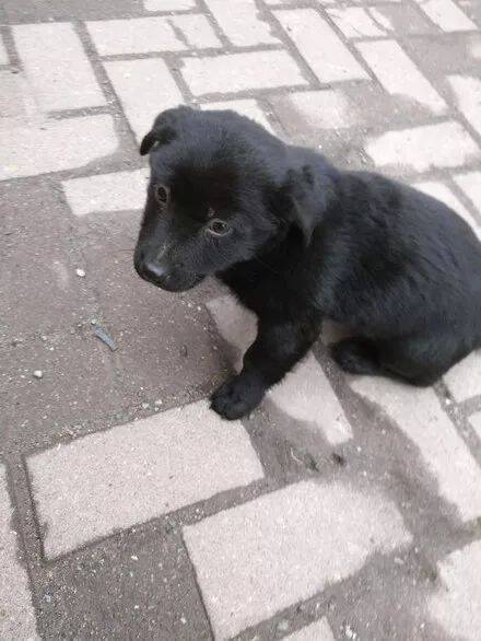 网友晨跑时遇到一只小黑狗，喂口吃的，它竟成了自己的小保镖.....