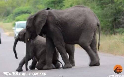 大象互助精神令人敬佩 学习能力更胜猩猩