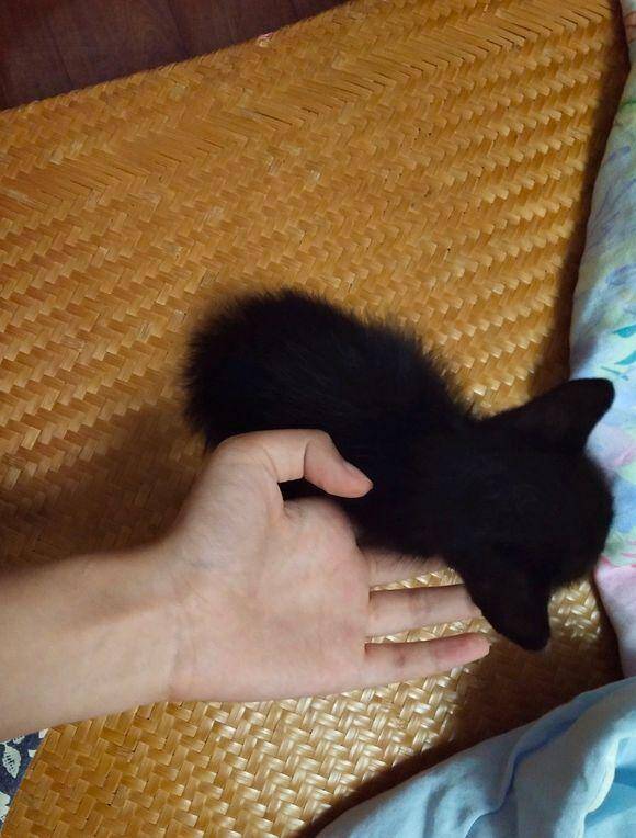 花二十块钱从猫贩子手里买了一只小黑猫，只有手掌大小，好担心啊