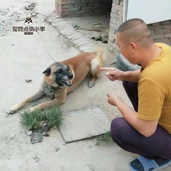 谁说只有柴犬的微笑才能治愈，网友家的这只田园犬笑起来更有魔力