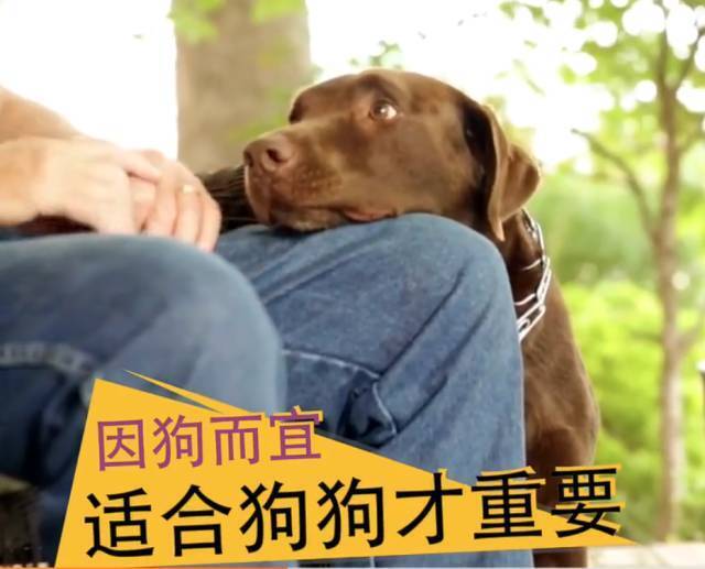 这个世界上并没有“正确”的训犬方法，只有“适合”的！