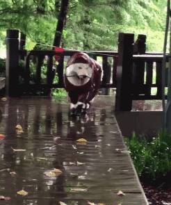 下雨天主人带萨摩耶出门时，怕它淋湿自己，于是.....