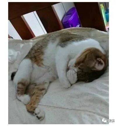 “男朋友嫌弃我养的猫，怎么办？”