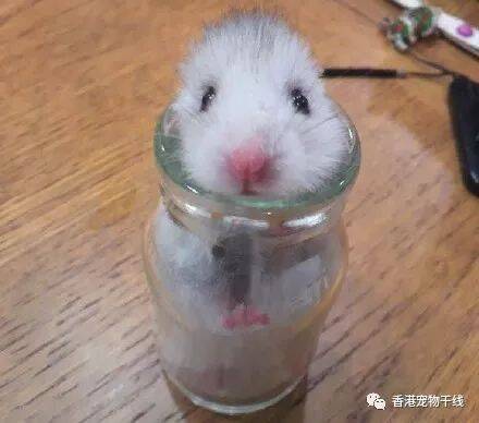 地震吓死本鼠鼠啦！ 还是玻璃瓶安全