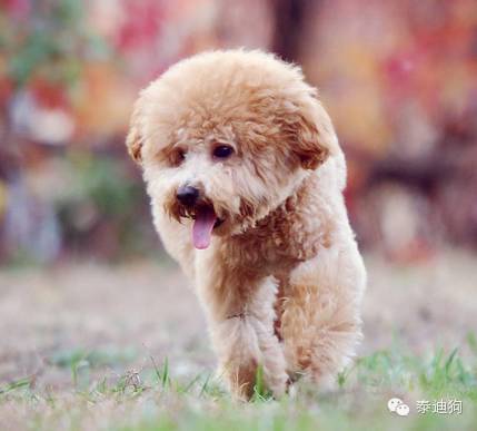 既然养了，就好好对它，泰迪犬这样饲养就错了！