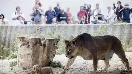 丹麦动物园喊话：把不要的宠物捐给我们喂狮子吧！