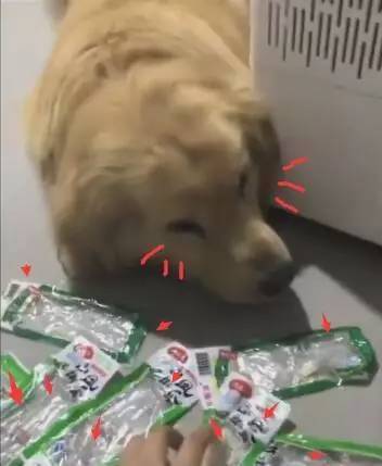 金毛偷吃7个鸡爪，主人发现后罚它跑步减肥，结果竟累成这个样子！