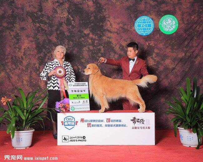 2016年CKU冠军展年度积分榜排行2-润|金毛犬