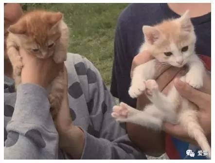 网友领养了两只小橘猫，当时被萌到吐血，长大后想不到...