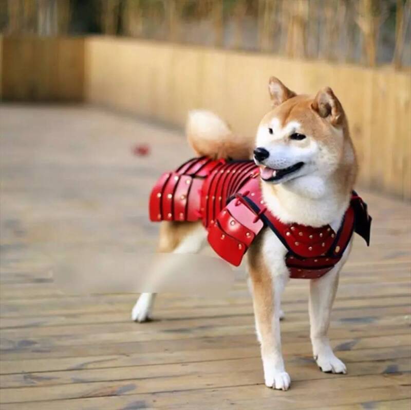 披上铠甲，我也愿意为你而战！