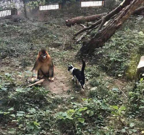 没什么动物是喵星人搞不定的，连猴子也懂得撸猫了