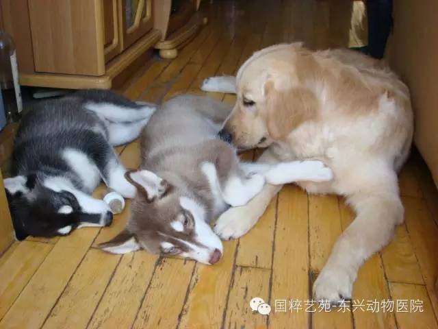 喜欢容易饲养难，狗狗多大开始养较好