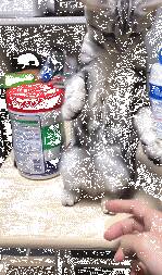 铲屎官想摸猫咪，猫的反应竟然是这样的……