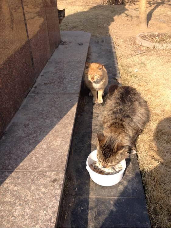 喂了单位的一群流浪猫，虽然不曾和我亲近过，但是我还是特别开心