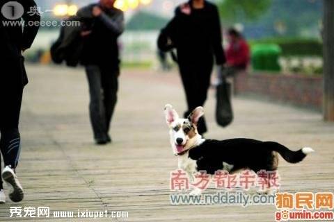 香港政府立法禁止虐畜和吃猫狗