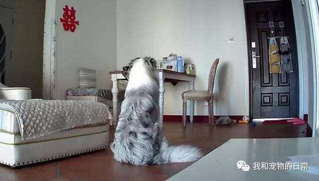 好奇狗狗在家里会干什么，偷偷装了摄像头，当点开监控瞬间热泪盈眶！